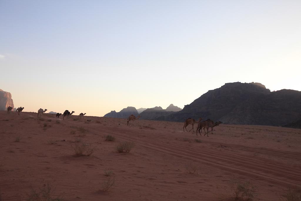 Hotel Bedouin Expedition à Wadi Rum Extérieur photo