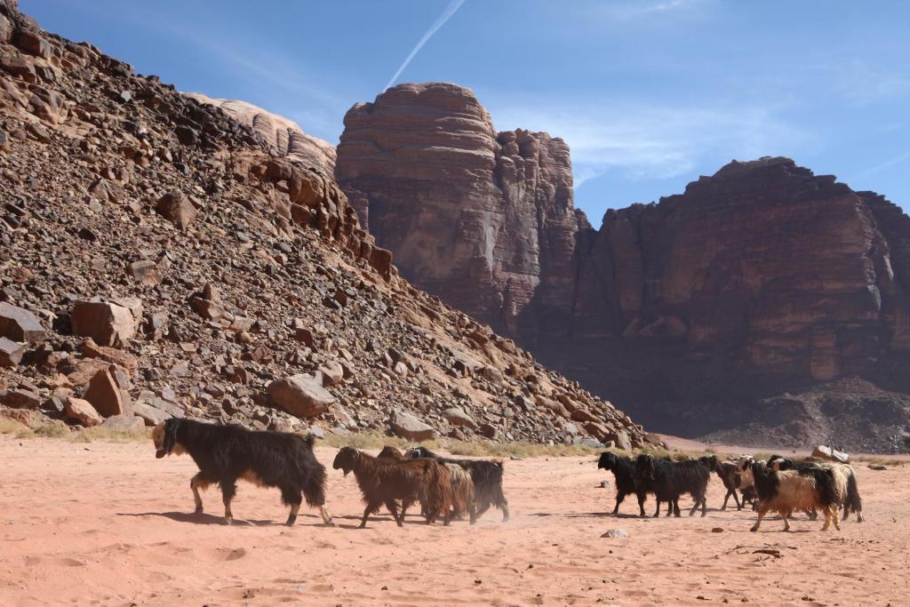 Hotel Bedouin Expedition à Wadi Rum Extérieur photo