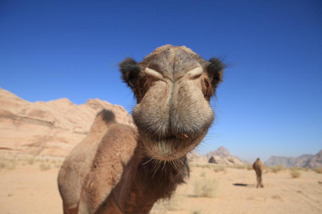 Hotel Bedouin Expedition à Wadi Rum Extérieur photo