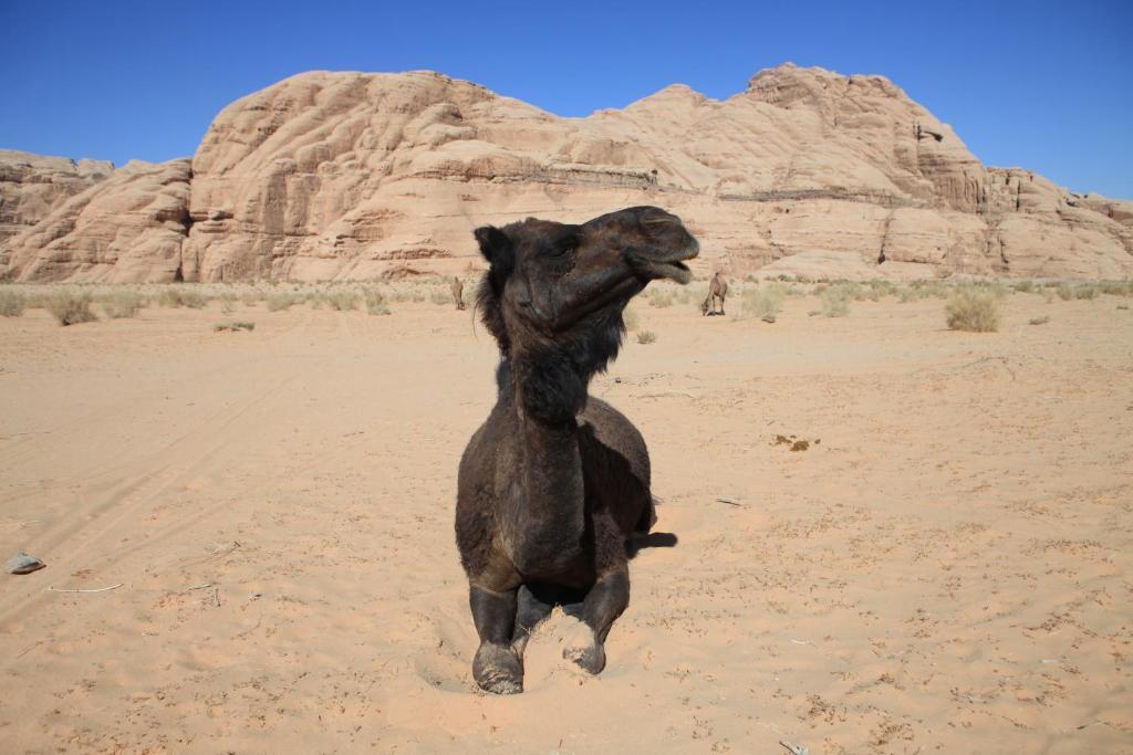 Hotel Bedouin Expedition à Wadi Rum Extérieur photo