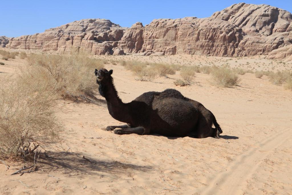 Bedouin Expedition Wadi Rum Extérieur photo